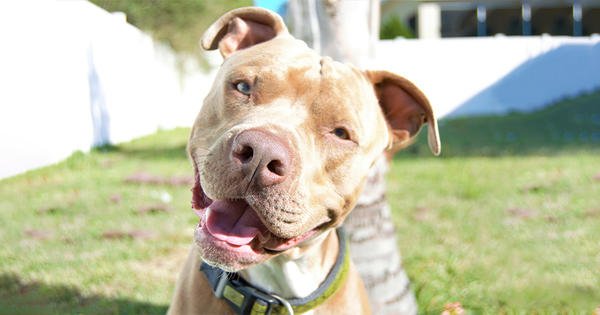 collares para perros pitbull