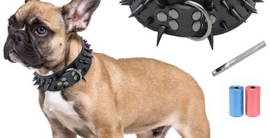 collar para perros con pinchos de cuero