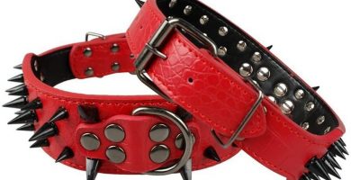 collares para perros con pinchos