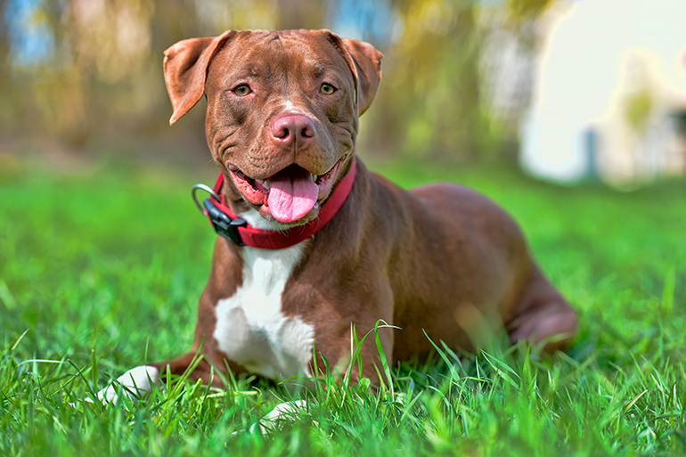 imagen de perro pitbull con collar