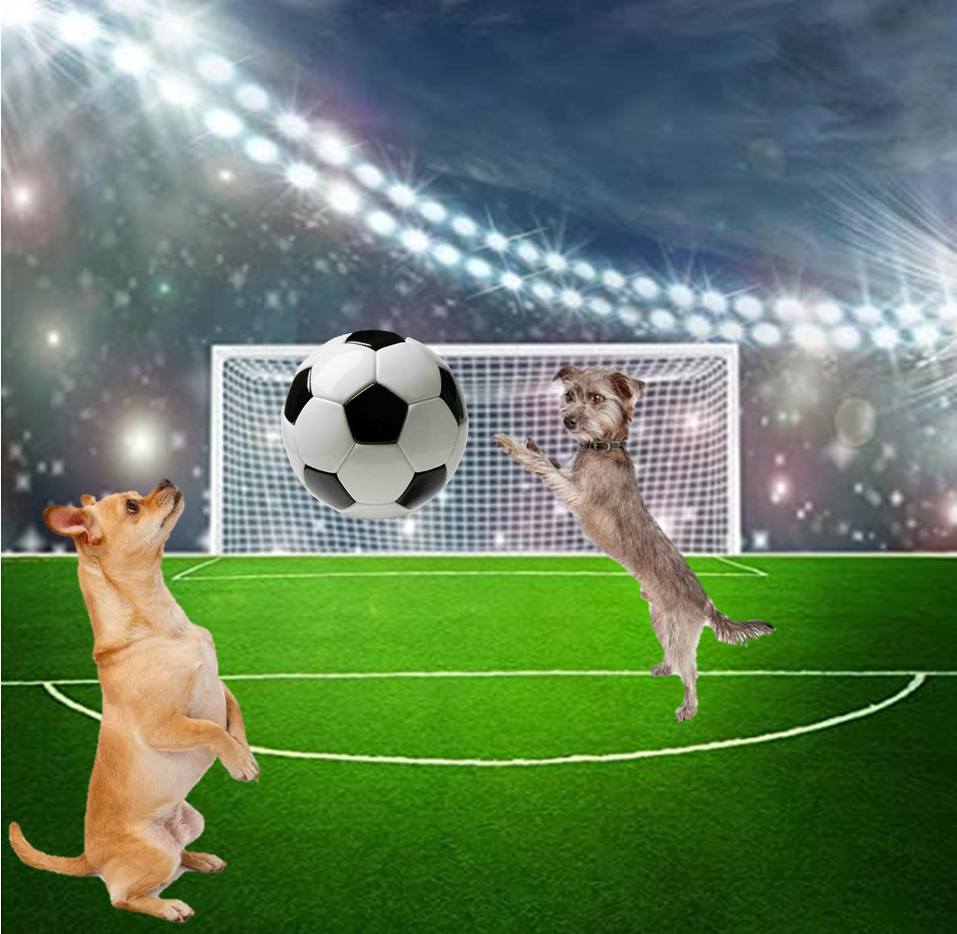 ejercitar perros