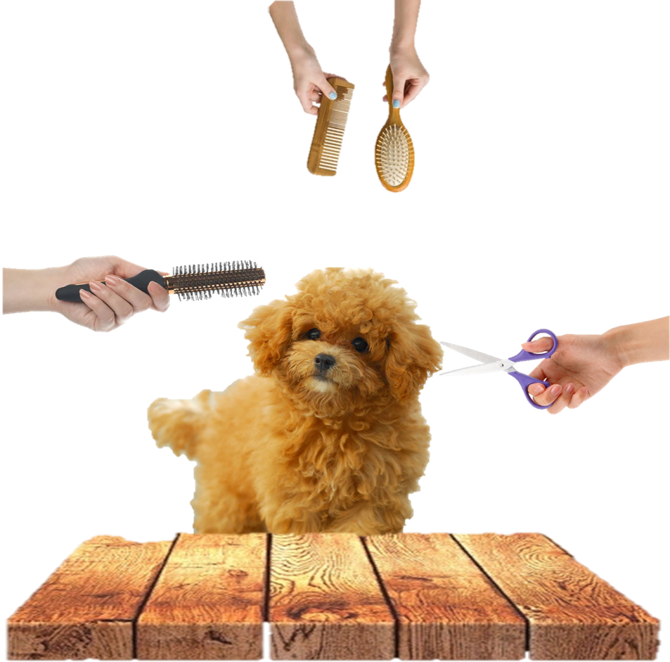 peluquería para perros