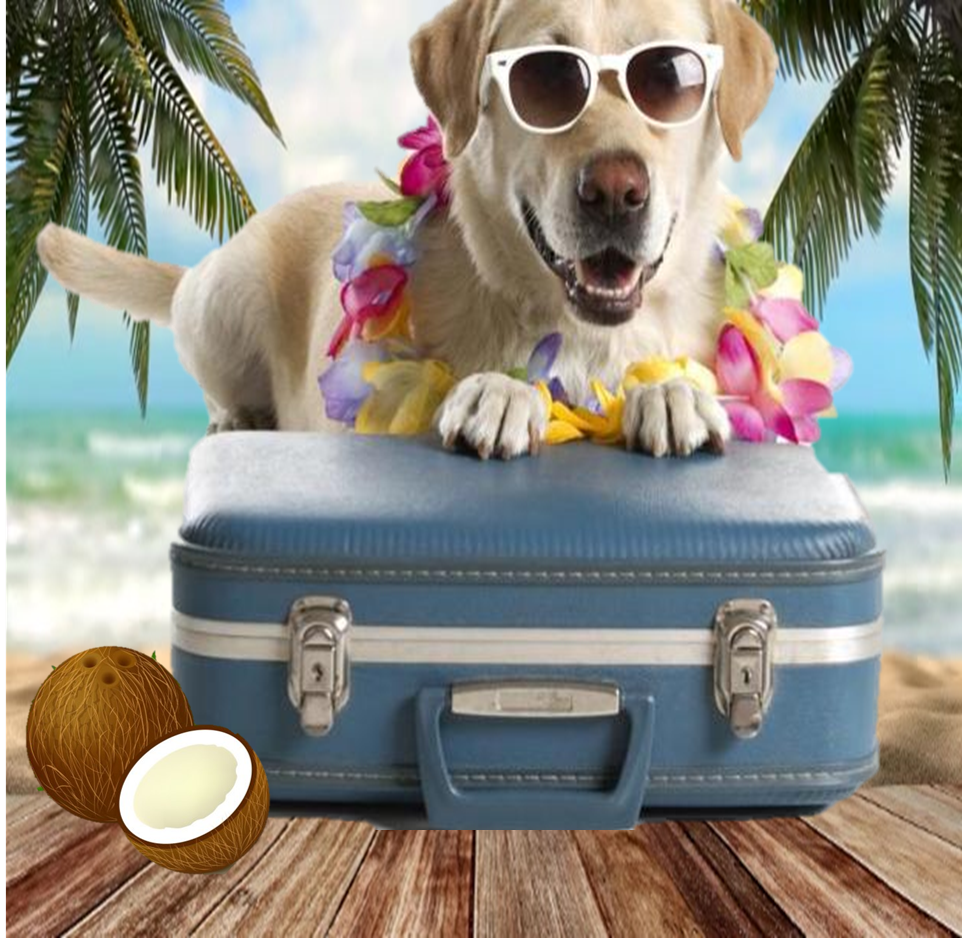 VIAJES Y PASEOS PARA PERROS